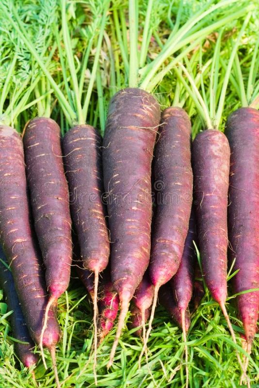 Zanahorias del terreno 