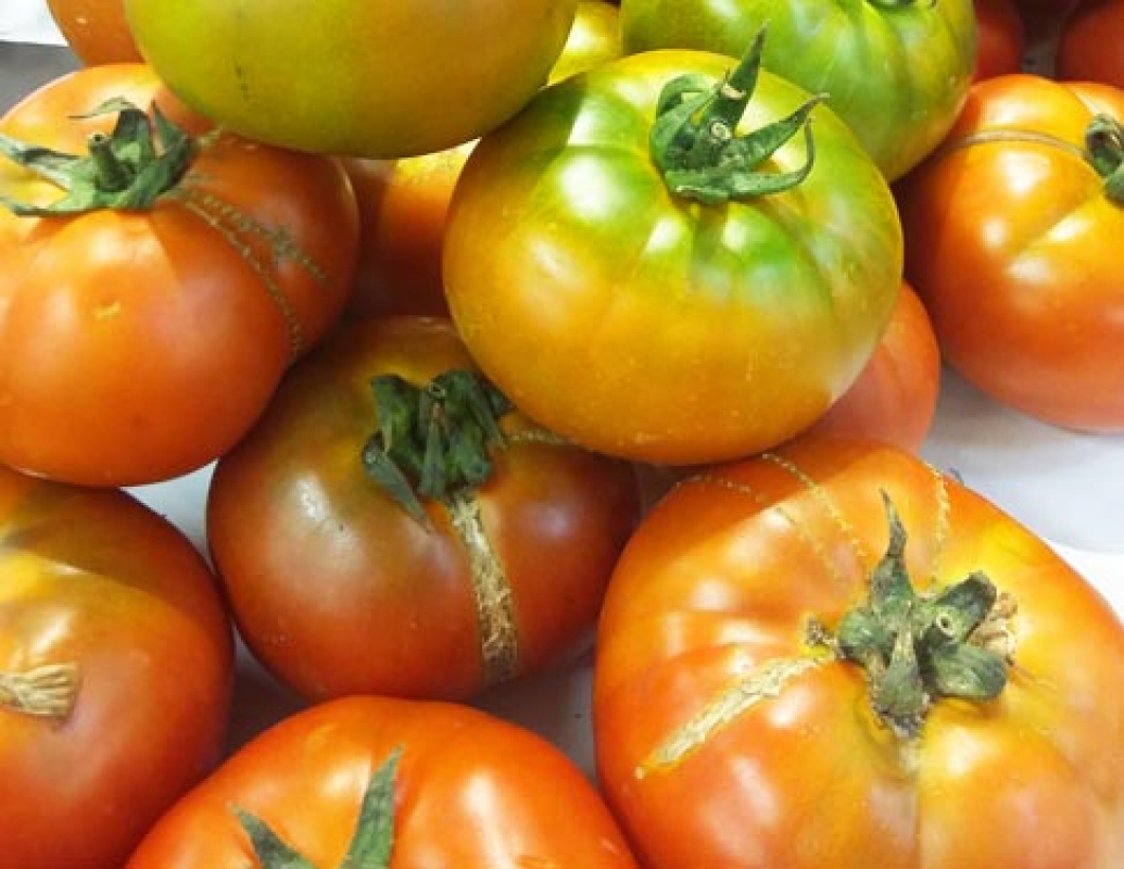 Tomates verdes de ensalada