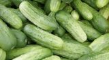 pepino español del terreno (190 gr. aprox. unidad) 