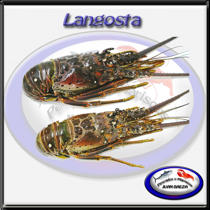 Langosta