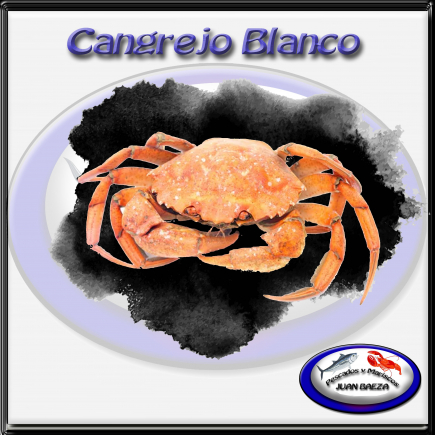 Cangrejo blanco