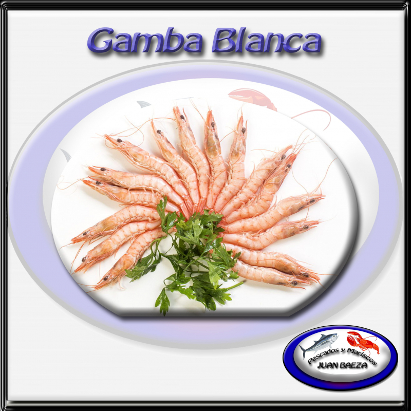 Gamba blanca