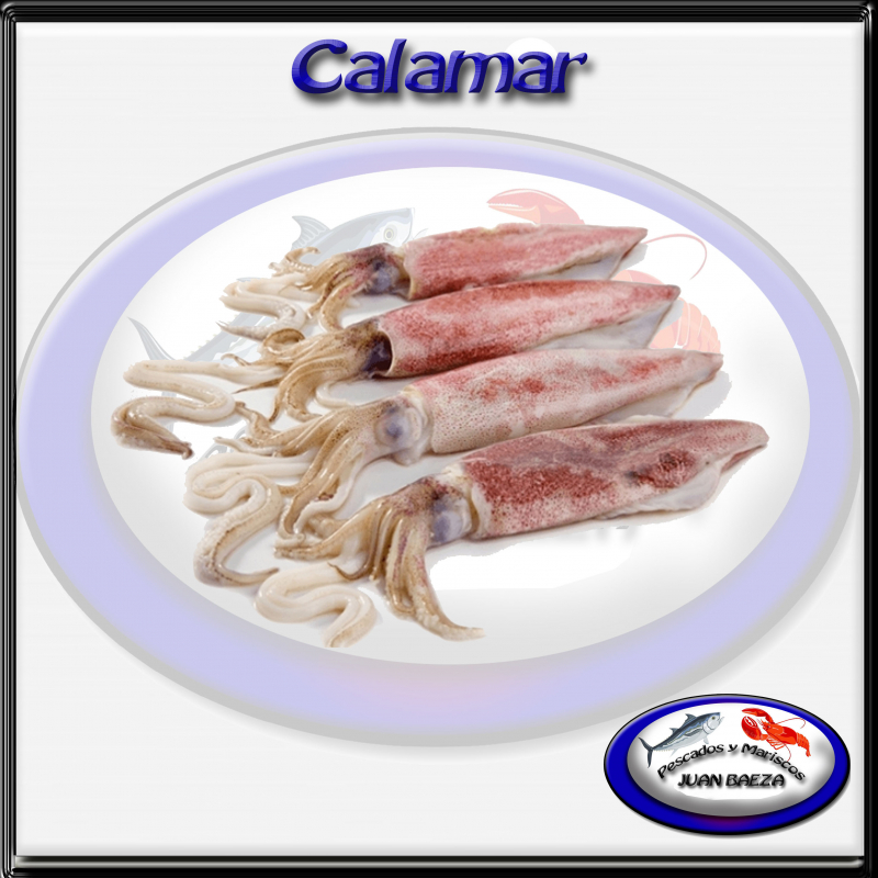 Calamar