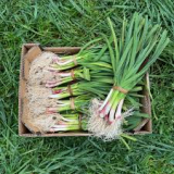 Ajos tiernos del terreno (manojo)