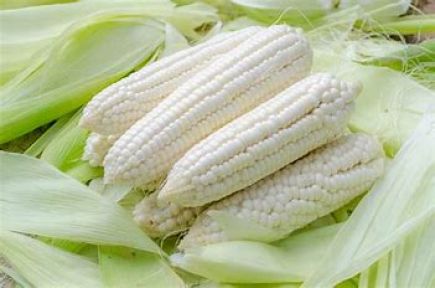 Maiz del terreno (350 gr. aprox. unidad)