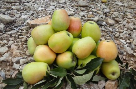 Perellones del terreno (150 gr. aprox. unidad)