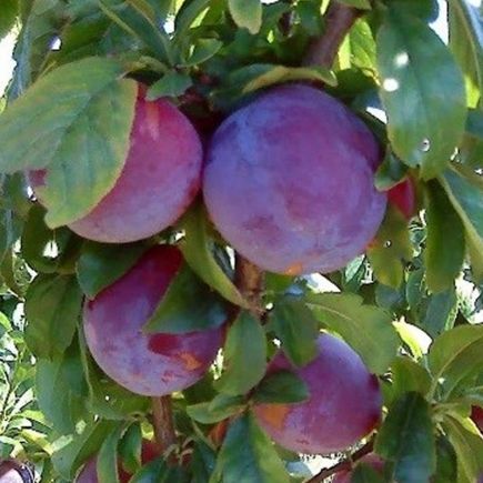 Ciruelos rosa del terreno