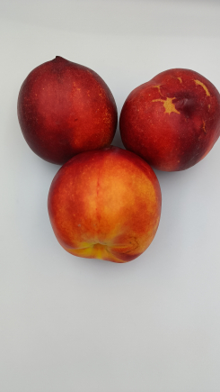 nectarina