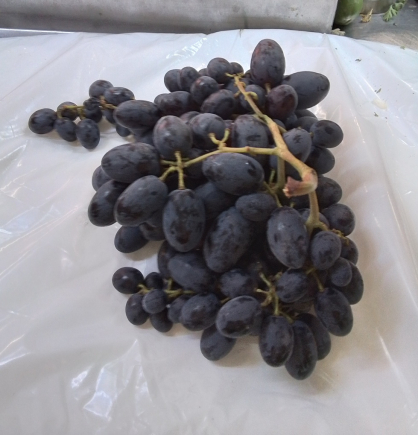 UVA negra sin semilla.la España