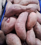 Batata o boniato Rojo